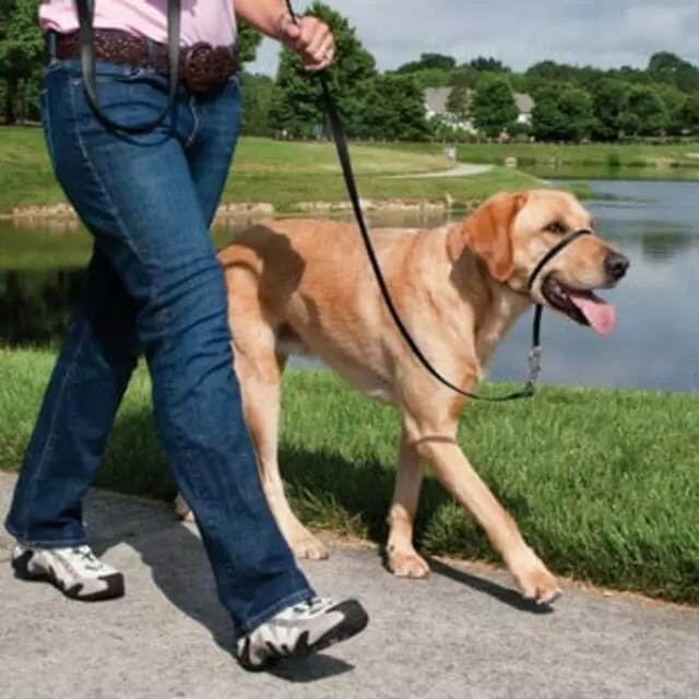 Albuquerque Dog Trainer, Carolyn Hidalgo CPDT-KA