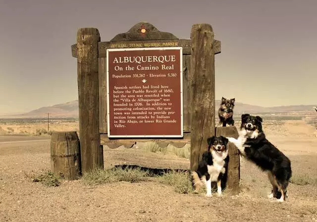 Albuquerque Dog Trainer, Carolyn Hidalgo CPDT-KA