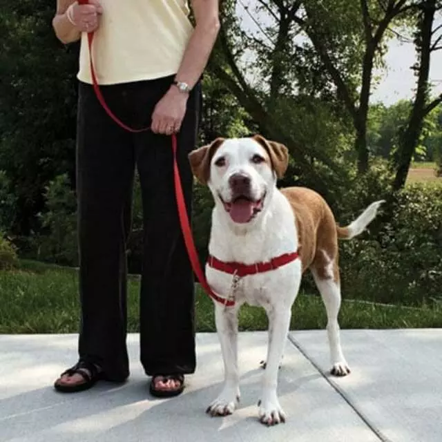 Albuquerque Dog Trainer, Carolyn Hidalgo CPDT-KA