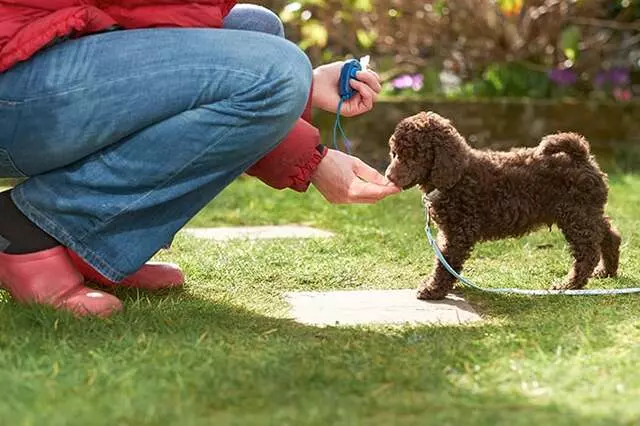 Albuquerque Dog Trainer, Carolyn Hidalgo CPDT-KA