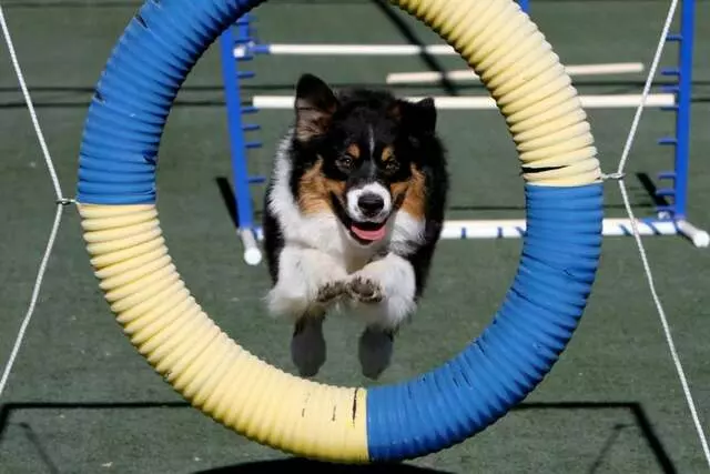 Albuquerque Dog Trainer, Carolyn Hidalgo CPDT-KA