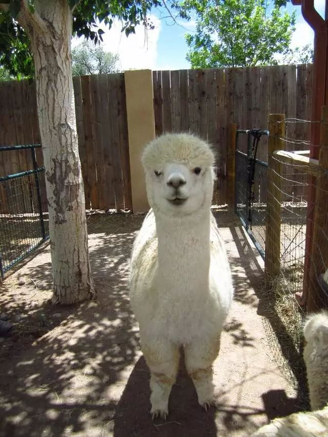 Albuquerque Alpacas