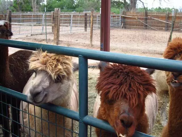 Albuquerque Alpacas