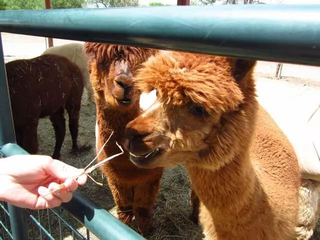 Albuquerque Alpacas