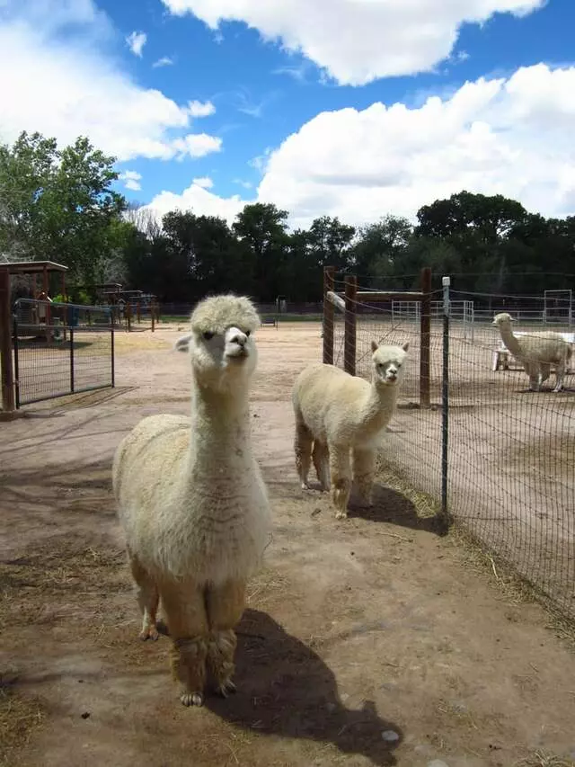 Albuquerque Alpacas