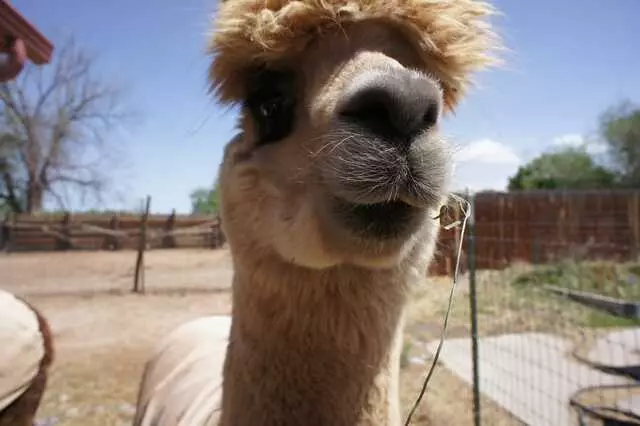 Albuquerque Alpacas