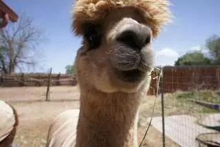 Albuquerque Alpacas