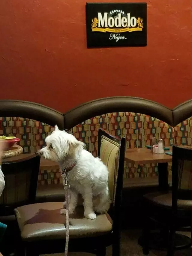 El Patron Restaurant and Cantina