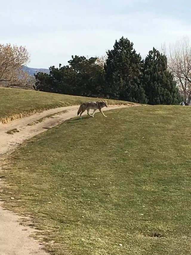 Arroyo Del Oso Golf Course