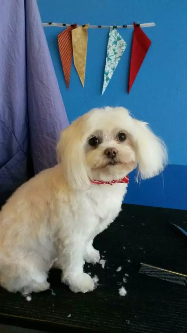 ABQ Canine Magic Grooming Salon