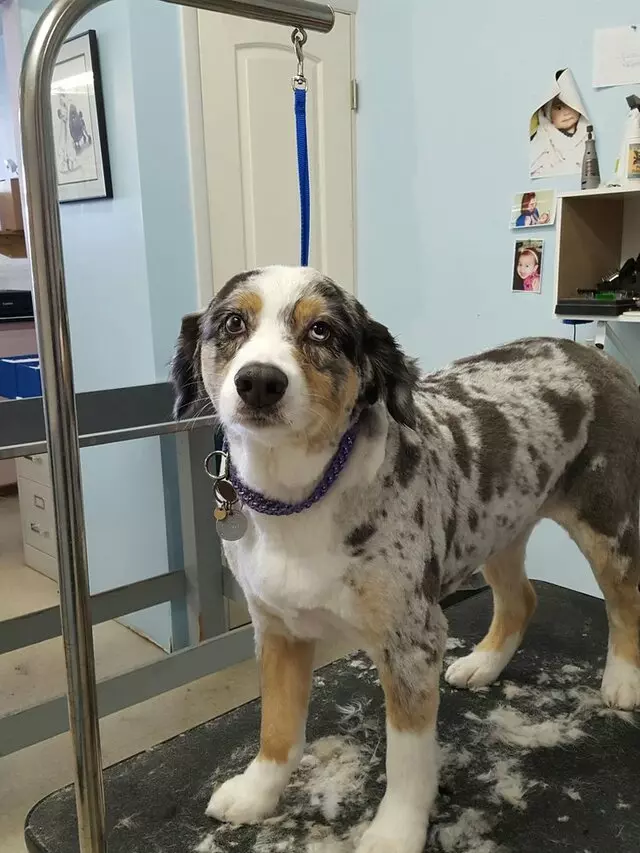 ABQ Canine Magic Grooming Salon