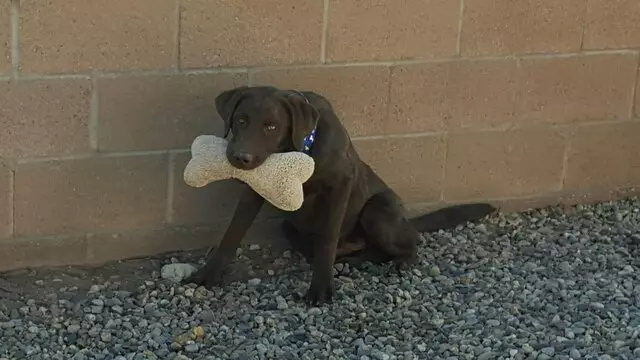 ABQ Canine Magic Grooming Salon