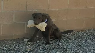 ABQ Canine Magic Grooming Salon