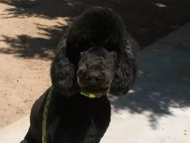 ABQ Canine Magic Grooming Salon