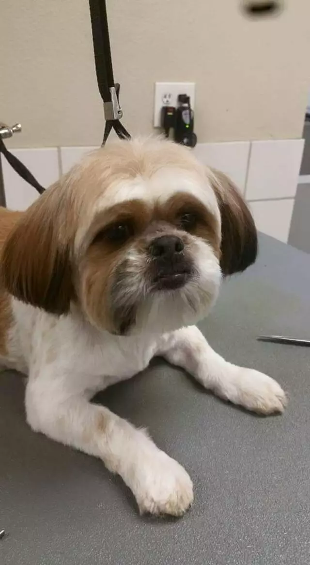 ABQ Canine Magic Grooming Salon