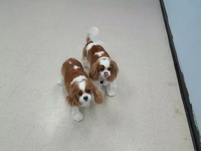 ABQ Canine Magic Grooming Salon