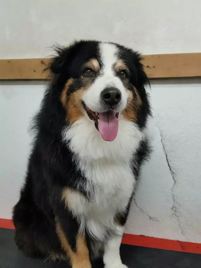 ABQ Canine Magic Grooming Salon