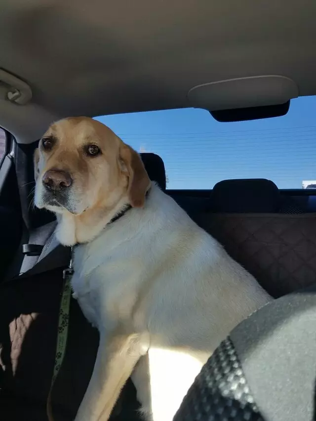 ABQ Canine Magic Grooming Salon