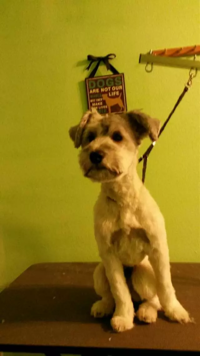 ABQ Canine Magic Grooming Salon