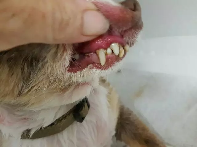 ABQ Canine Magic Grooming Salon