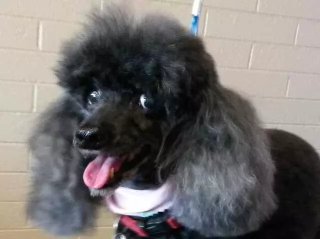 ABQ Canine Magic Grooming Salon