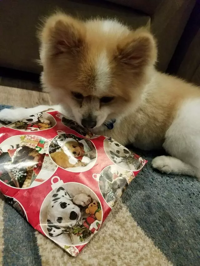 ABQ Canine Magic Grooming Salon