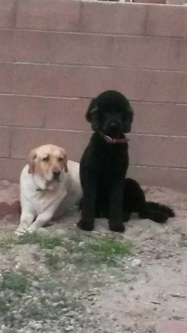 ABQ Canine Magic Grooming Salon