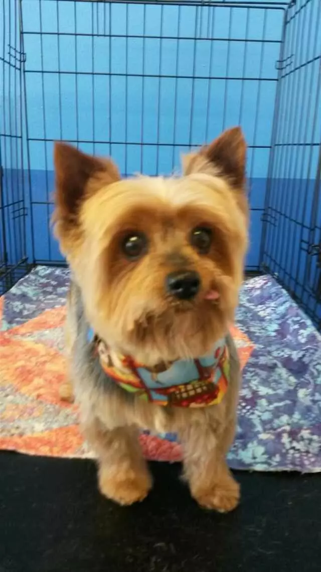 ABQ Canine Magic Grooming Salon