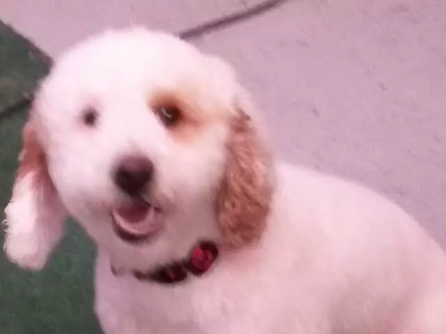ABQ Canine Magic Grooming Salon