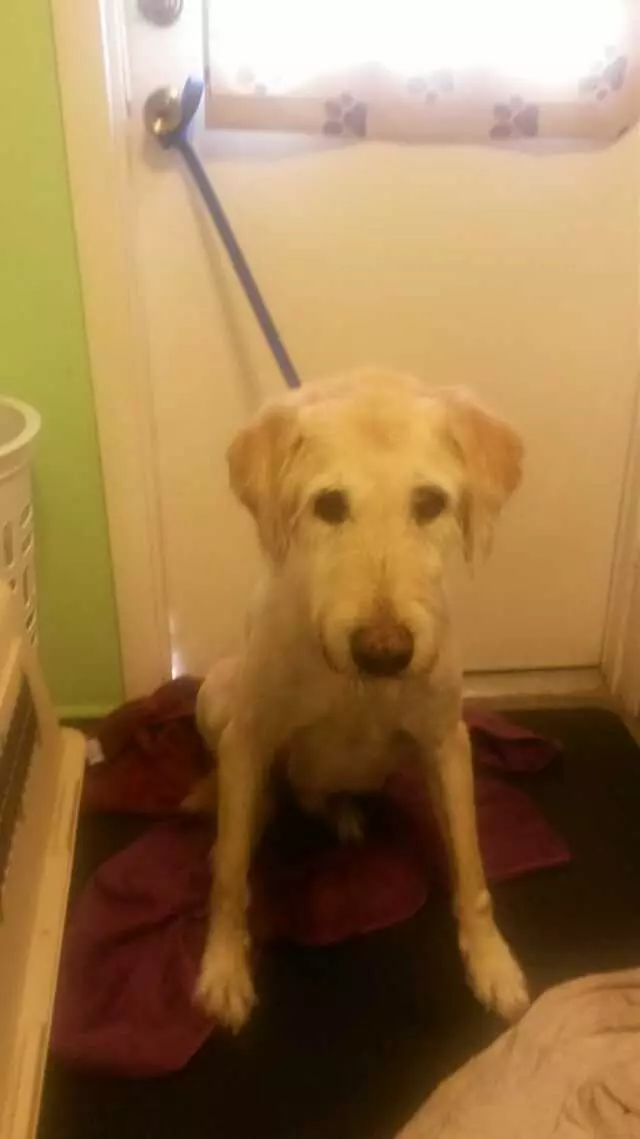 ABQ Canine Magic Grooming Salon