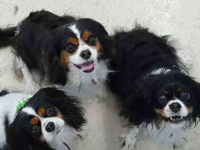 ABQ Canine Magic Grooming Salon