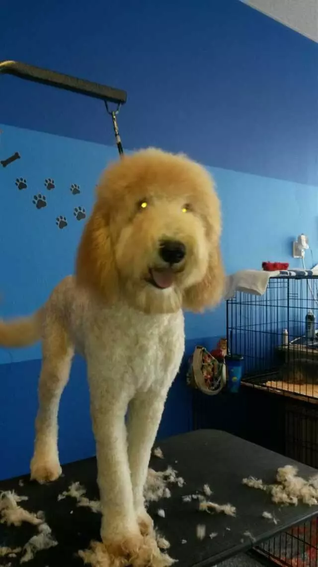 ABQ Canine Magic Grooming Salon