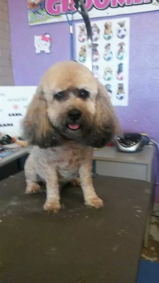 ABQ Canine Magic Grooming Salon