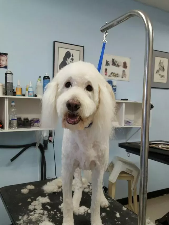 ABQ Canine Magic Grooming Salon