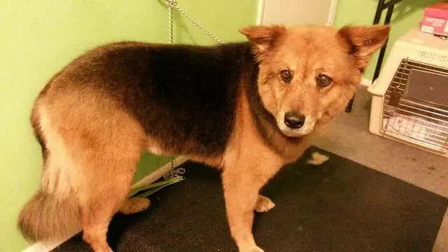ABQ Canine Magic Grooming Salon