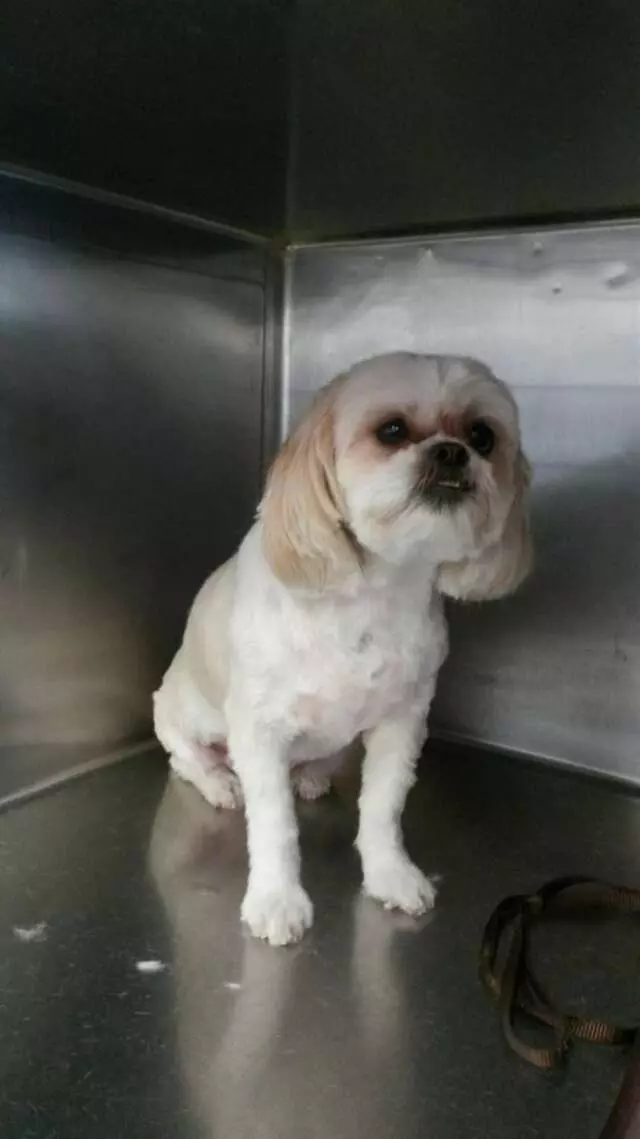ABQ Canine Magic Grooming Salon