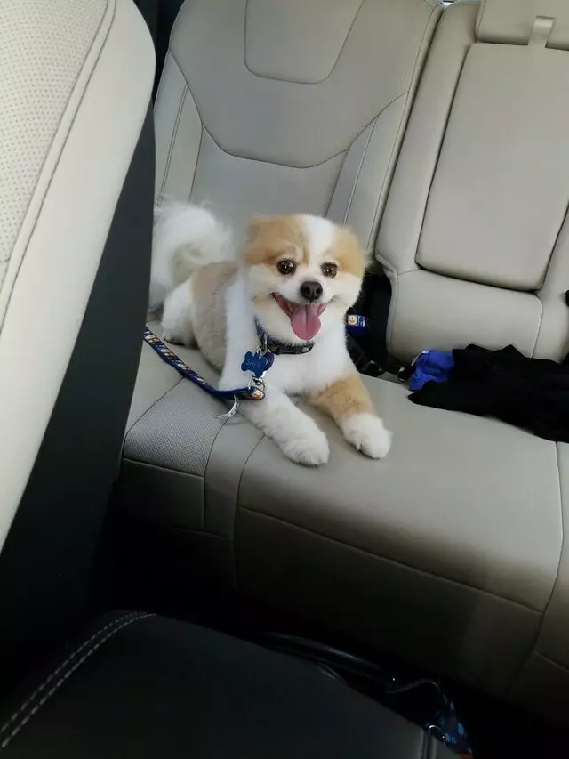 ABQ Canine Magic Grooming Salon
