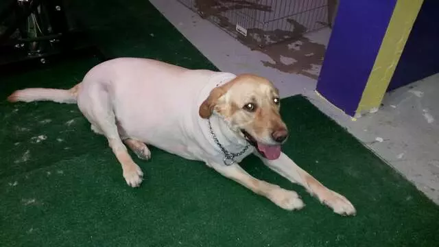 ABQ Canine Magic Grooming Salon