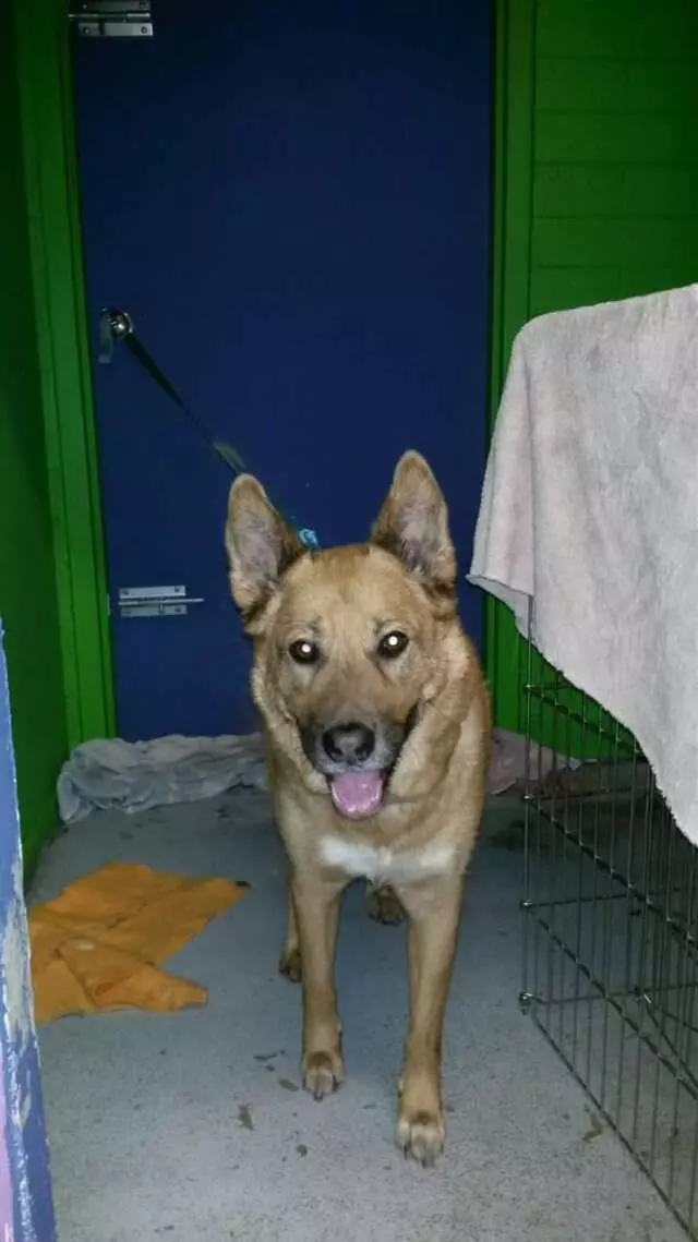 ABQ Canine Magic Grooming Salon