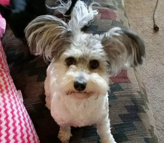 ABQ Canine Magic Grooming Salon