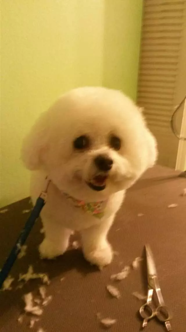 ABQ Canine Magic Grooming Salon