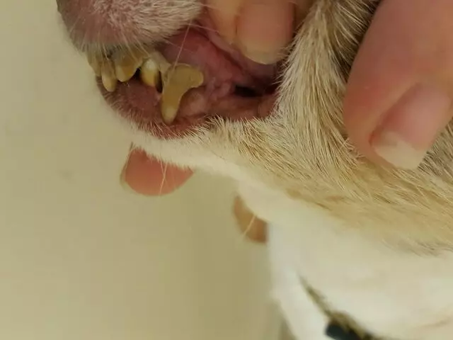ABQ Canine Magic Grooming Salon