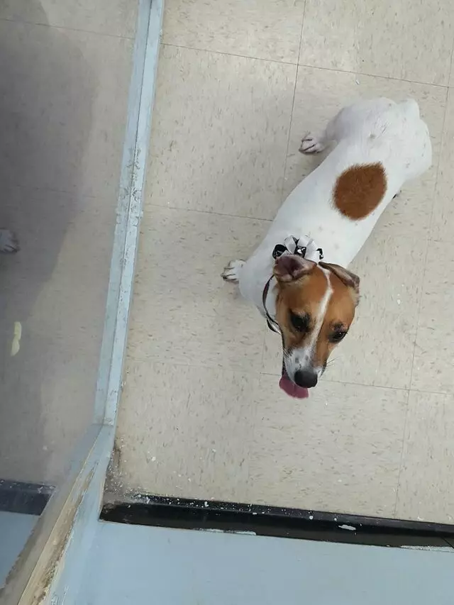 ABQ Canine Magic Grooming Salon