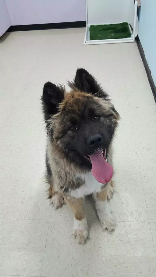ABQ Canine Magic Grooming Salon