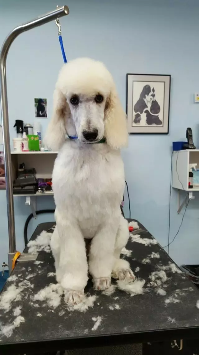 ABQ Canine Magic Grooming Salon