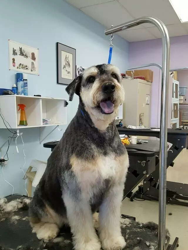 ABQ Canine Magic Grooming Salon