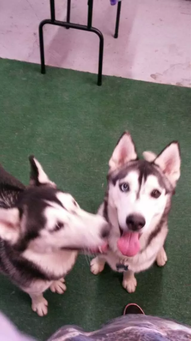ABQ Canine Magic Grooming Salon