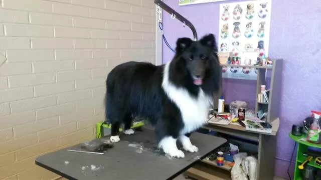 ABQ Canine Magic Grooming Salon