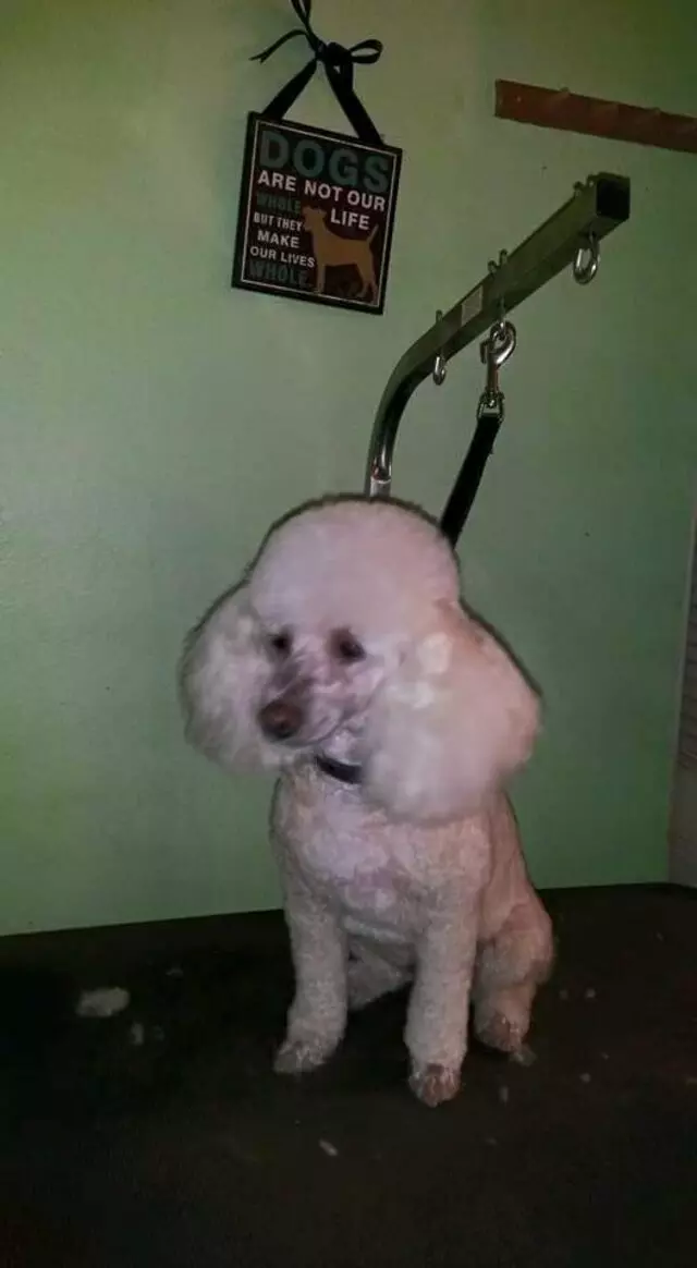 ABQ Canine Magic Grooming Salon