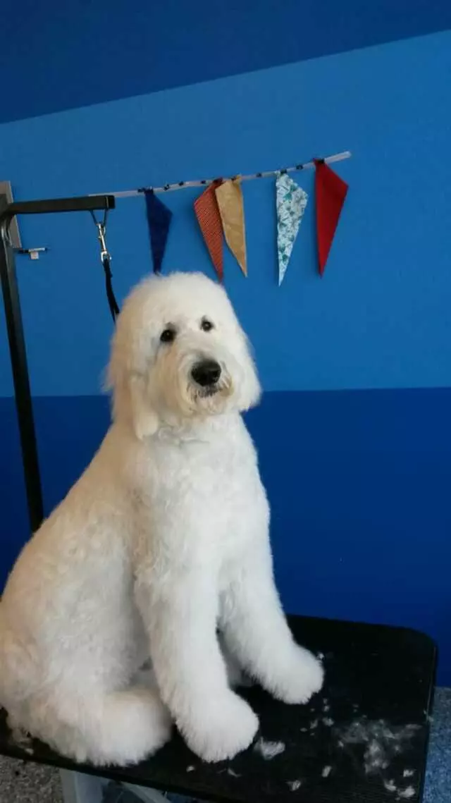 ABQ Canine Magic Grooming Salon